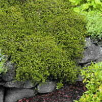 Muehlenbeckia axillaris