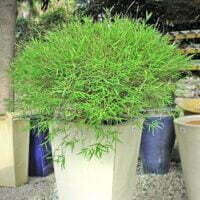 Pogonatherum paniceum