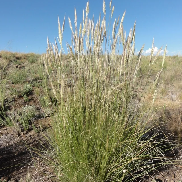 Merxmuellera cincta