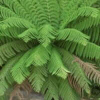 Dicksonia antarctica