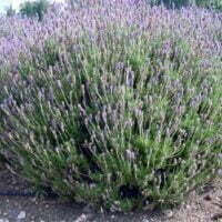 Lavandula dentata