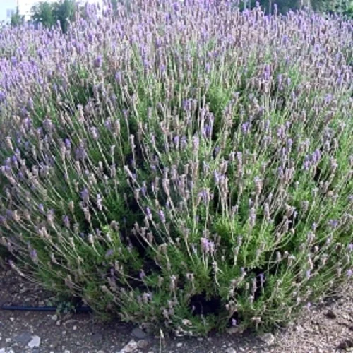 Lavandula dentata