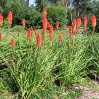 Kniphofia species