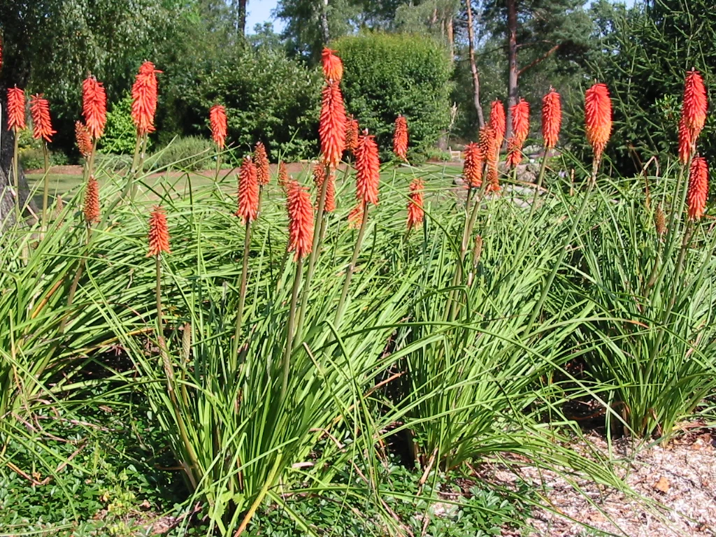 Kniphofia species