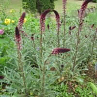 Lysimachia atropurpurea