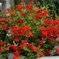 Bouvardia ternifolia