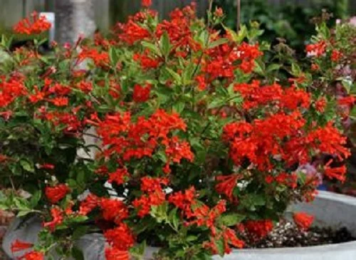 Bouvardia ternifolia