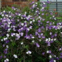 Brunfelsia grandiflora