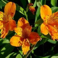 Alstroemeria aurea