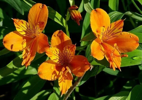 Alstroemeria aurea