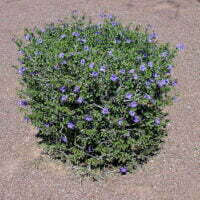 Ruellia brittoniana