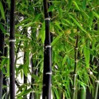 Phyllostachys nigra