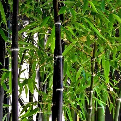Phyllostachys nigra