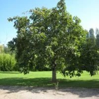 Populus lasiocarpa