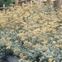 Helichrysum petiolare