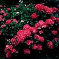 Hydrangea piamina 'Winning Edge'