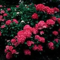 Hydrangea piamina 'Winning Edge'