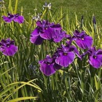Iris kaempferi