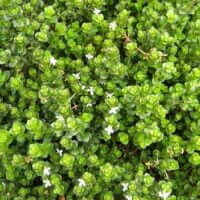 Chaetacanthus setiger