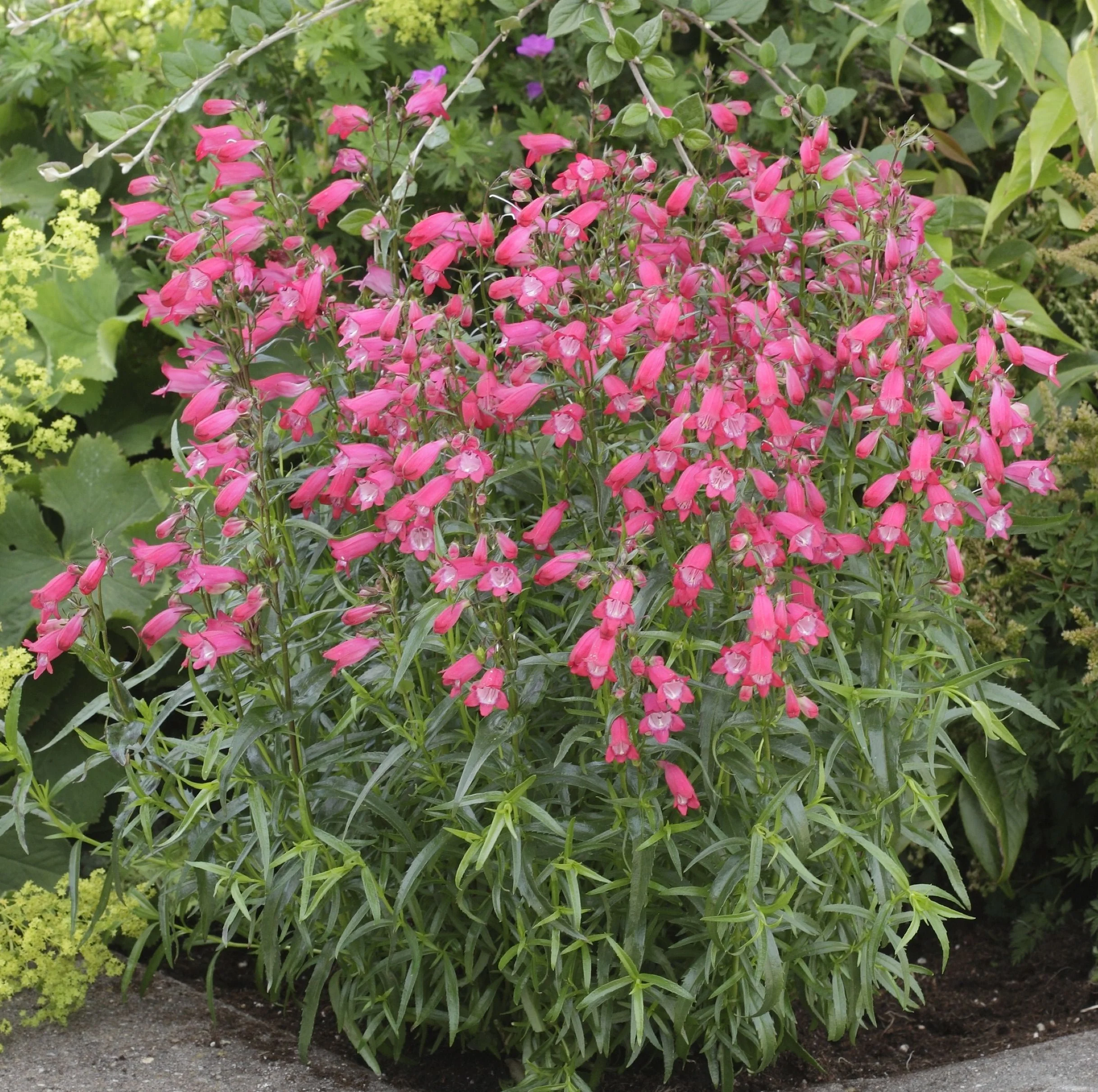 Penstemon species