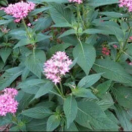 Pentas foliage
