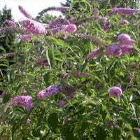 Buddleja species