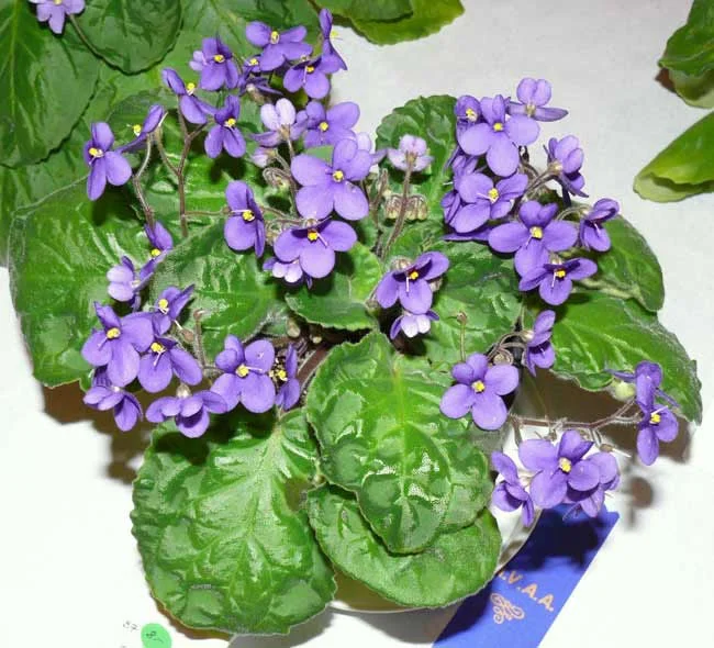 Saintpaulia Species