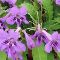 Streptocarpus Species