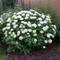 Hydrangea arborescens