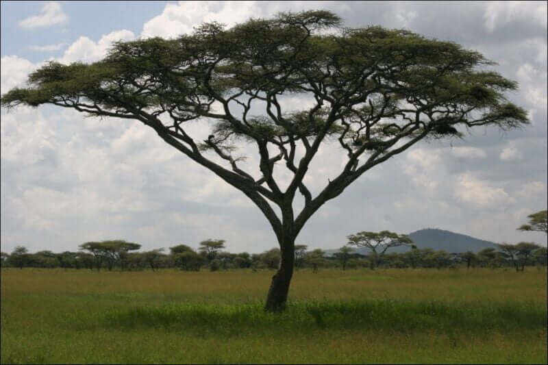 Acacia species