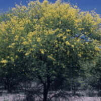 Acacia nilotica