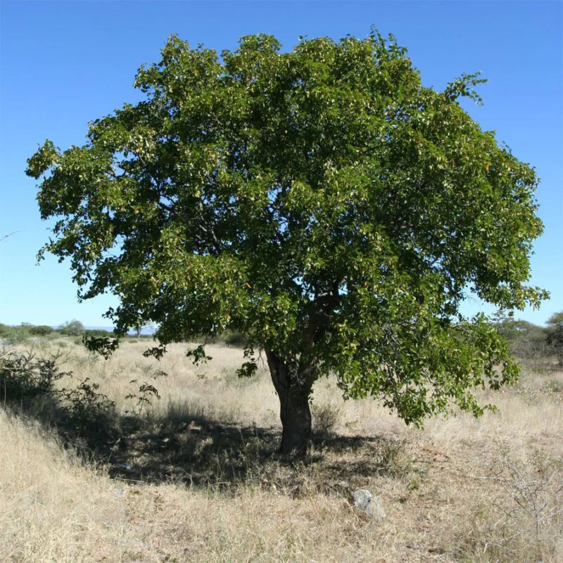 Colophospermum mopane