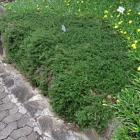 Cliffortia ferruginea