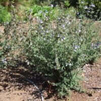 Salvia africana-caerulea