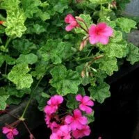 Pelargonium peltatum