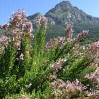 Salvia chamelaeagnea