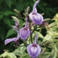 Brillantaisia subulugurica