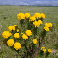 Hymenolepis crithmoides