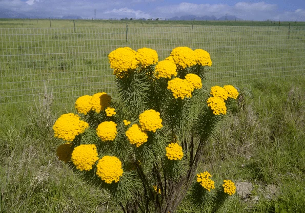 Hymenolepis crithmoides