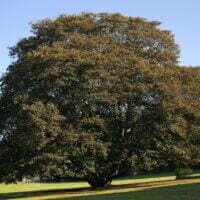 Acer pseudoplatanus
