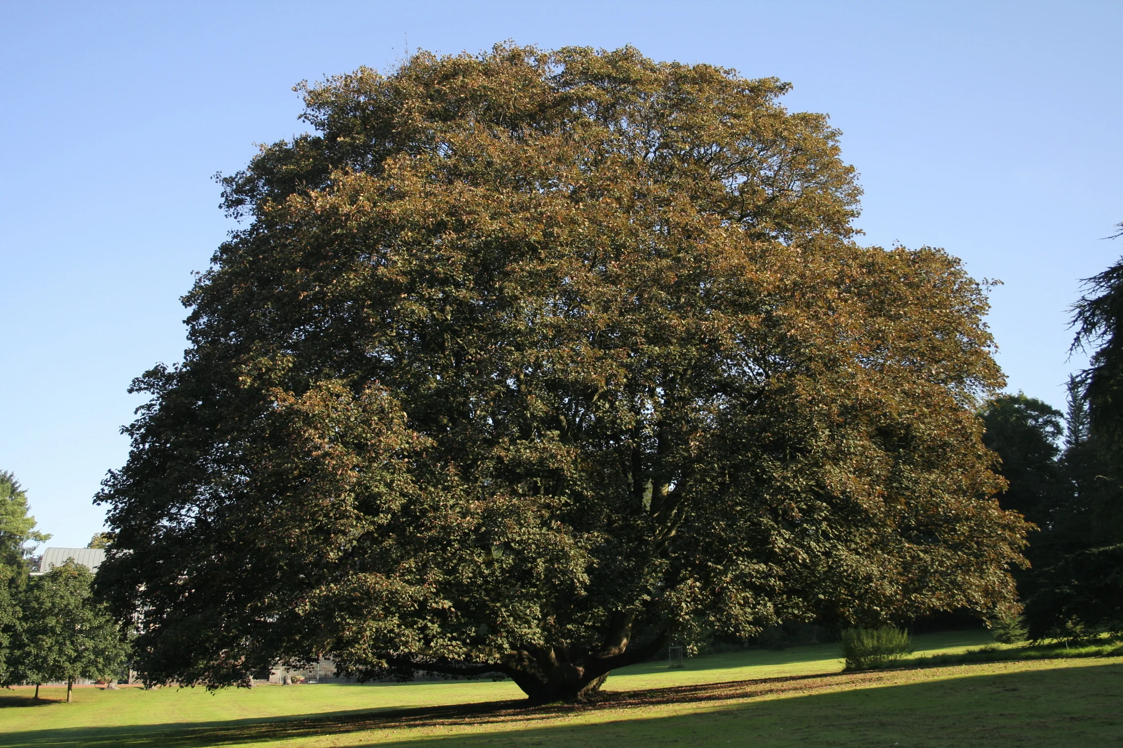 Acer pseudoplatanus
