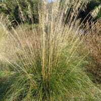 Ampelodesmos mauritanicus