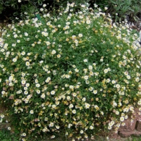 Erigeron karvinskianus