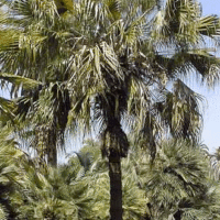 Livistona australis