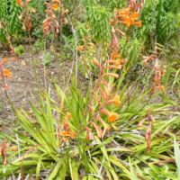 Watsonia pillansii