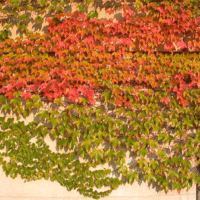 Parthenocissus tricuspidata