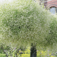 Euphorbia Diamond Frost PBR