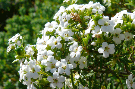Coleonema Album Confetti Bush Plantinfo Coleonema Album Confetti Bush Plantinfo