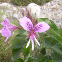 Pelargonium cordifolium