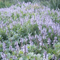 Plectranthus neochilus